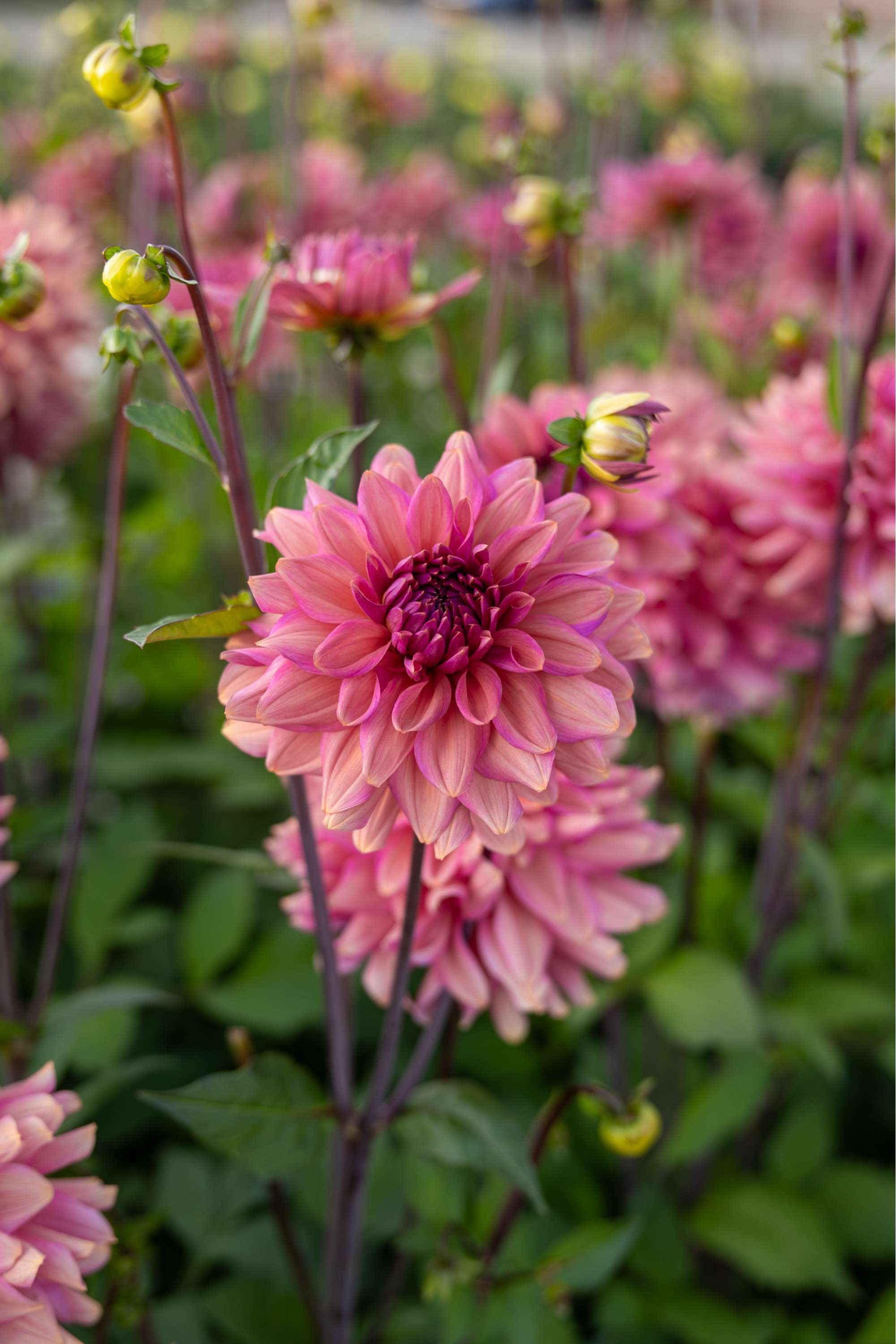Dahlia 'Negroni Sunset'